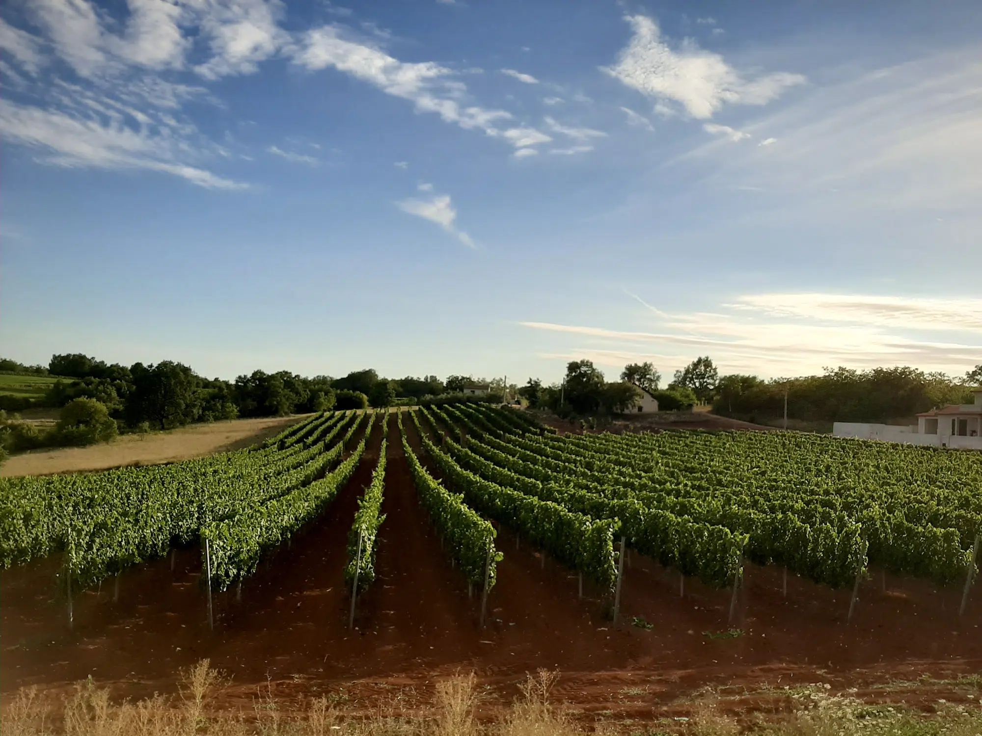 Giulio Ferenac wineyard